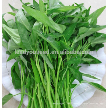 JWS03 Gengmei good quality water spinach seeds for sales